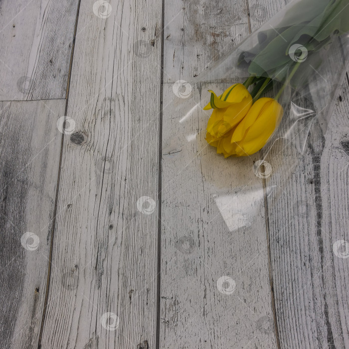 Скачать Три желтых тюльпана в прозрачной подарочной упаковке. фотосток Ozero