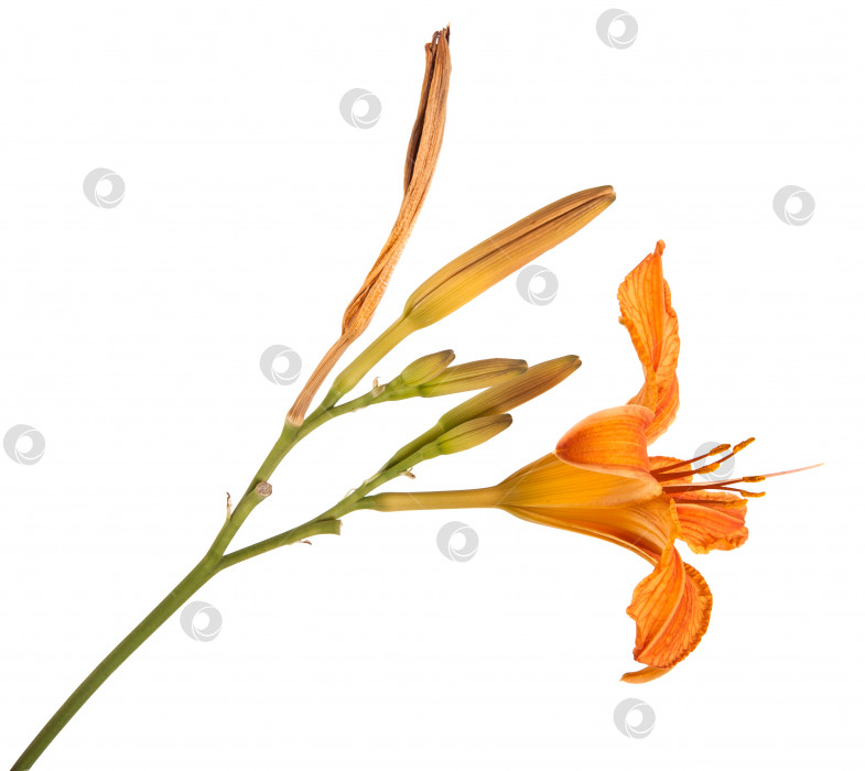 Скачать оранжевые цветы лилии, выделенные на белом фоне фотосток Ozero