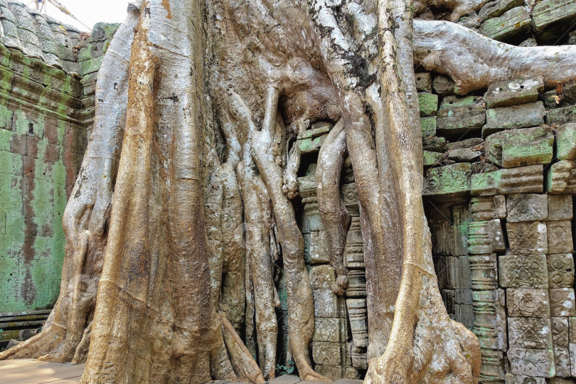 Скачать Руины древнего храма оплетены толстыми корнями деревьев.  Ангкор. Та Пром фотосток Ozero
