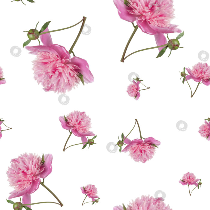 Скачать Бесшовный узор из розовых пионов. фотосток Ozero