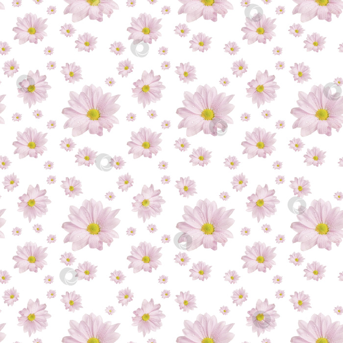 Скачать Бесшовный цветочный узор из розовых хризантем. фотосток Ozero