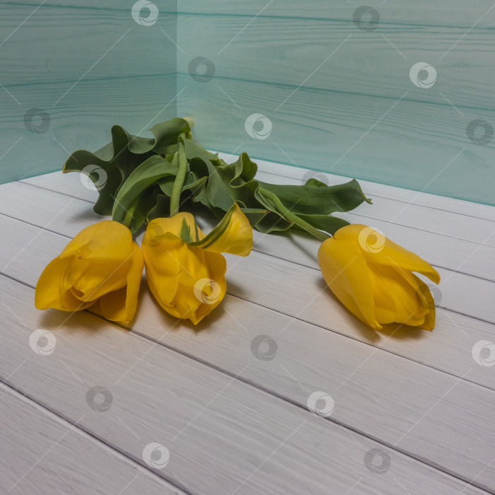 Скачать Три ярко-желтых тюльпана с длинными стеблями лежат на белых досках. фотосток Ozero