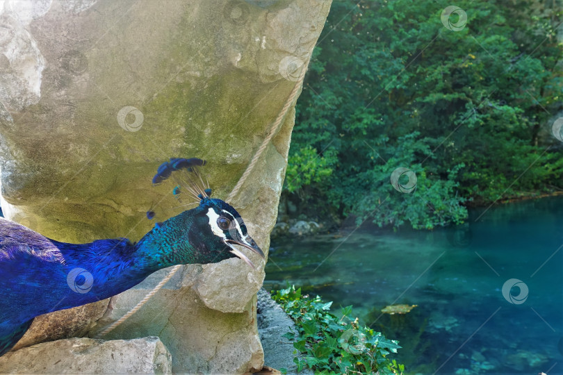 Скачать Портрет павлина в профиль на фоне камня и голубого озера. фотосток Ozero