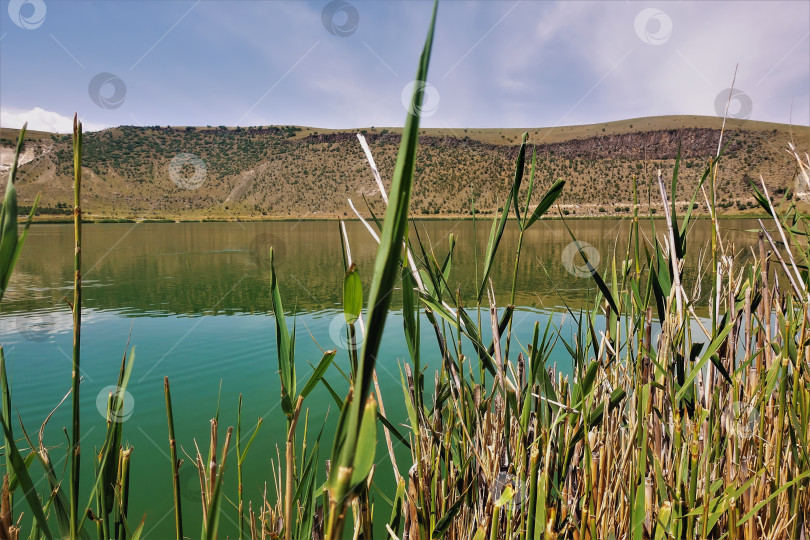 Скачать На берегах вулканического озера Нар есть заросли тростника. фотосток Ozero