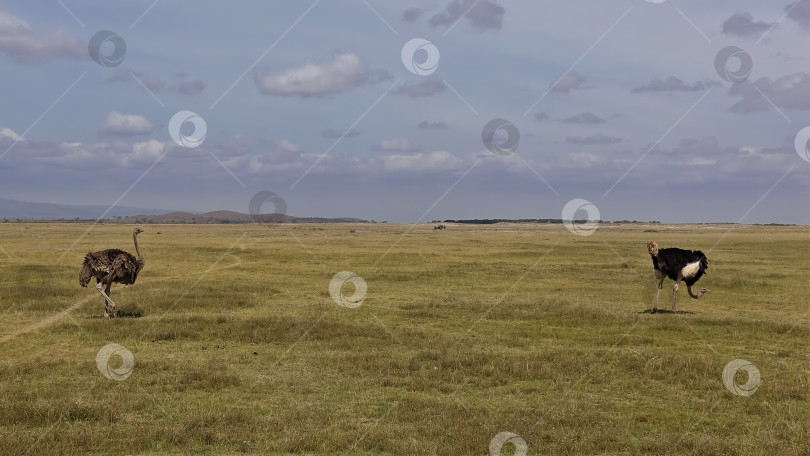 Скачать Два страуса прогуливаются по бескрайней саванне. фотосток Ozero