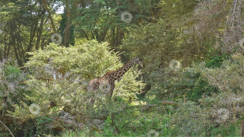 Скачать Жираф пасется в густых зарослях колючих акаций. фотосток Ozero