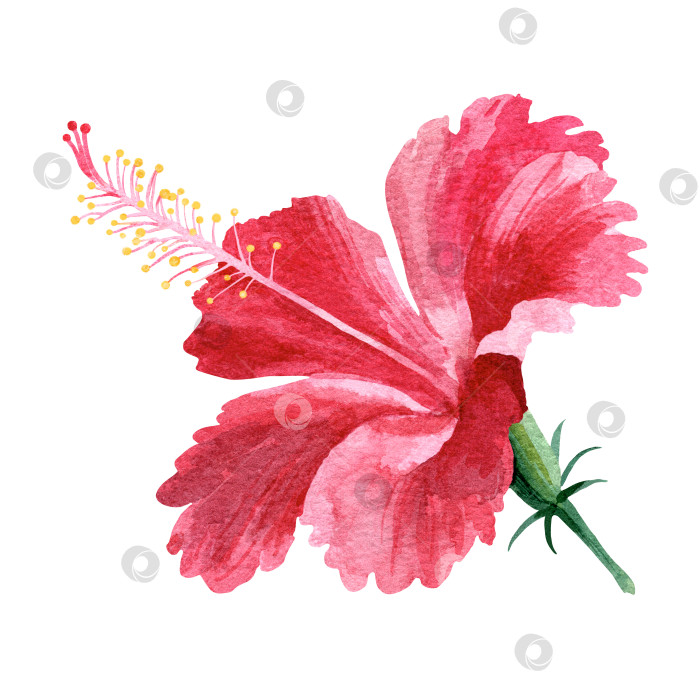 Скачать Ярко-розовый цветок гибискуса. тропические цветы. Акварельная иллюстрация на белом фоне. фотосток Ozero