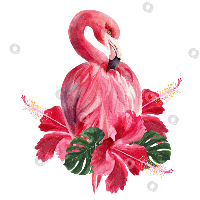 Скачать Красивая яркая птица, окруженная цветами. Акварельная иллюстрация с изображением фламинго на белом фоне. фотосток Ozero
