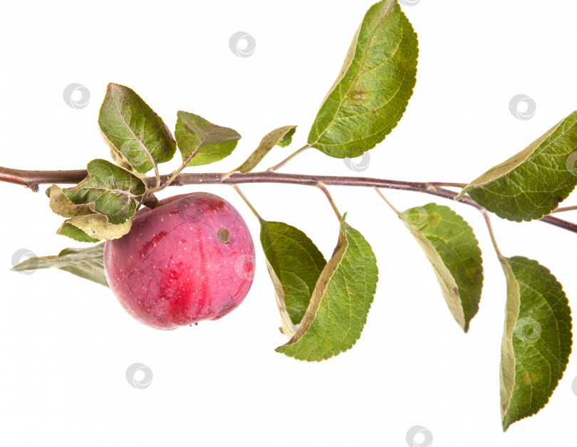 Скачать яблоки на ветке, изолированные на белом фоне фотосток Ozero