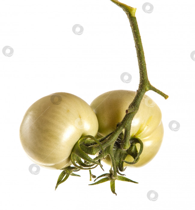 Скачать незрелые помидоры на ветке, выделенные на белом фоне фотосток Ozero