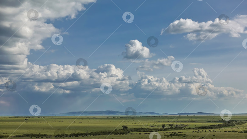 Скачать Африканский пейзаж. Бескрайняя саванна покрыта зеленой травой. фотосток Ozero