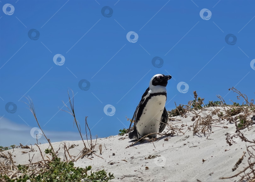 Скачать Африканский пингвин на фоне голубого неба. Кейптаун. фотосток Ozero