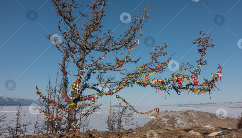 Скачать Живописное дерево без листьев на фоне голубого неба и замерзшего озера. фотосток Ozero
