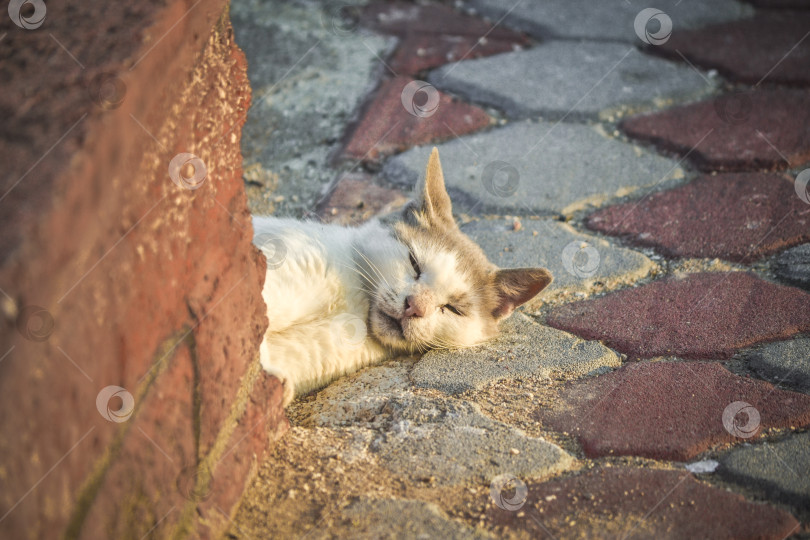 Скачать Котик под лучами солнца фотосток Ozero