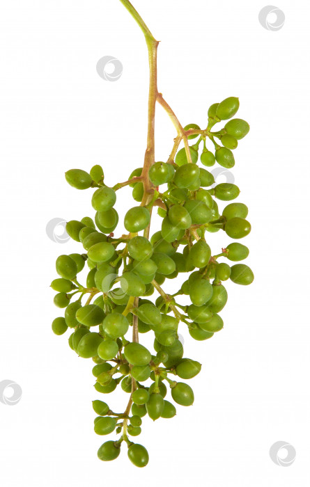 Скачать гроздь незрелого зеленого винограда. изолированный на белом фоне фотосток Ozero