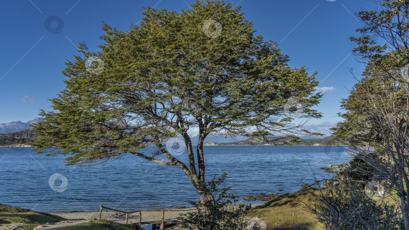 Скачать На берегу озера растет красивое раскидистое дерево нотофагус. фотосток Ozero