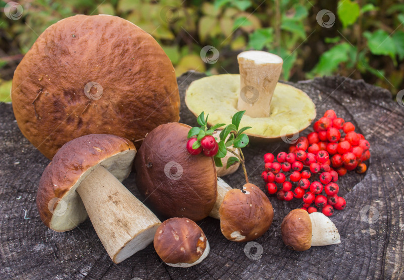Скачать лесные ягоды и грибы на пне фотосток Ozero