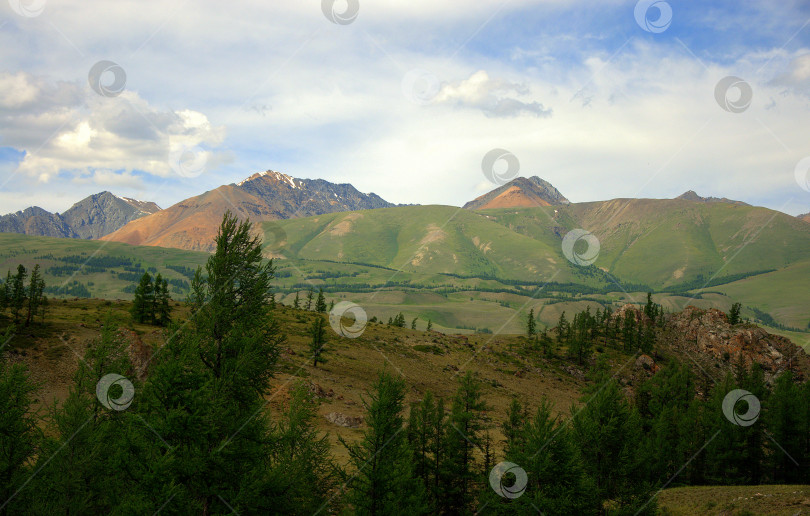 Скачать Холмы, покрытые редкими хвойными лесами, и высокие коричневые горы на заднем плане. фотосток Ozero