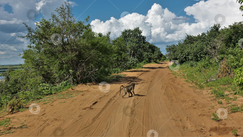 Скачать Обезьяна бежит по грунтовой дороге со следами шин в пыли. фотосток Ozero