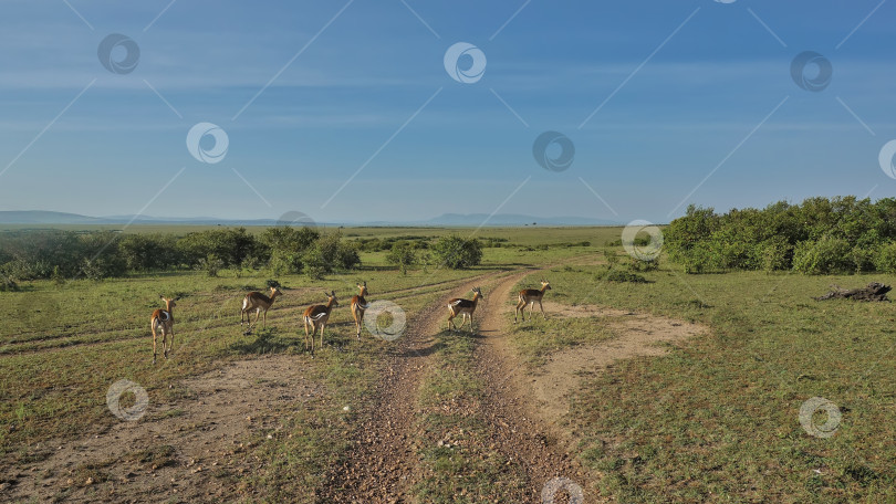 Скачать Группа антилоп импала перебегает грунтовую дорогу. Кения. Парк Масаи Мара фотосток Ozero