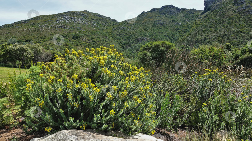 Скачать Шаровидный кустарник финбос с желтыми цветами растет в ботаническом саду. фотосток Ozero