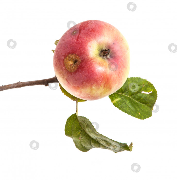 Скачать ветка со спелыми яблоками и листьями. изолированный на белом фоне фотосток Ozero