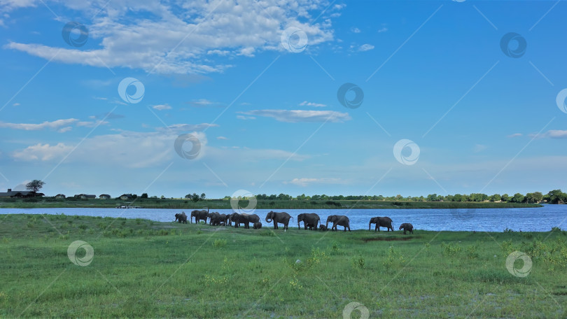 Скачать Стадо слонов на берегу реки, у водопоя. фотосток Ozero