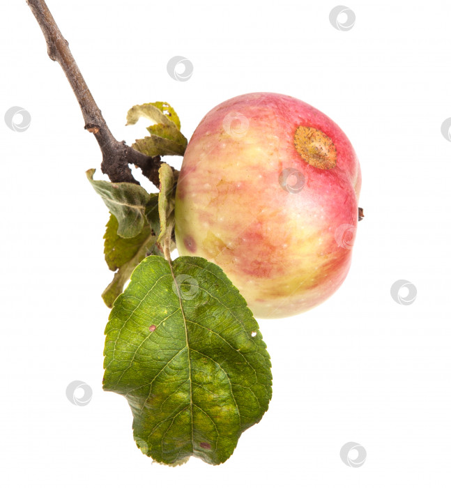 Скачать ветка со спелыми яблоками и листьями. изолированный на белом фоне фотосток Ozero