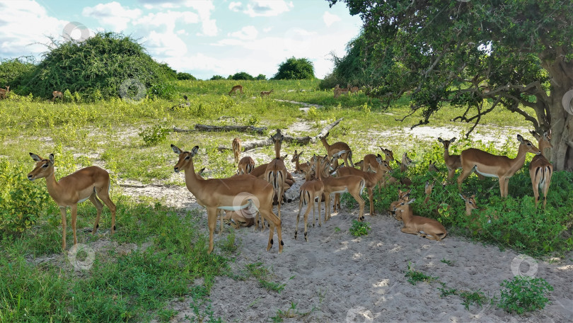 Скачать Группа антилоп импала отдыхает в саванне, в тени дерева. фотосток Ozero