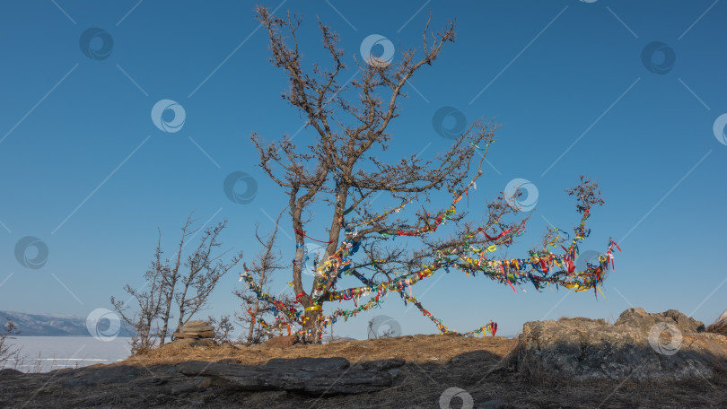 Скачать Безлистное дерево стоит на фоне голубого неба. Скрученные ветви перевязаны разноцветными ритуальными лентами. фотосток Ozero