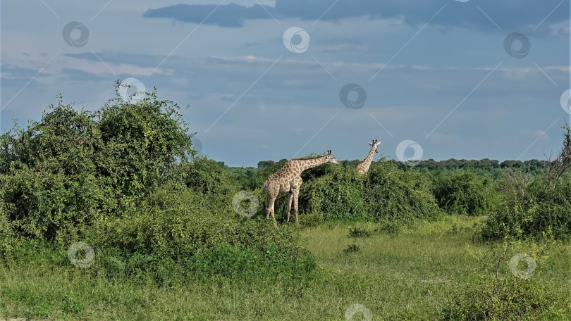 Скачать Два жирафа пасутся в саванне. Ботсвана. Парк Чобе фотосток Ozero