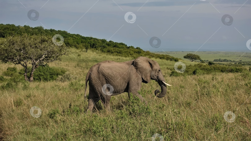 Скачать Дикий африканский слон прогуливается по зеленой траве саванны. фотосток Ozero