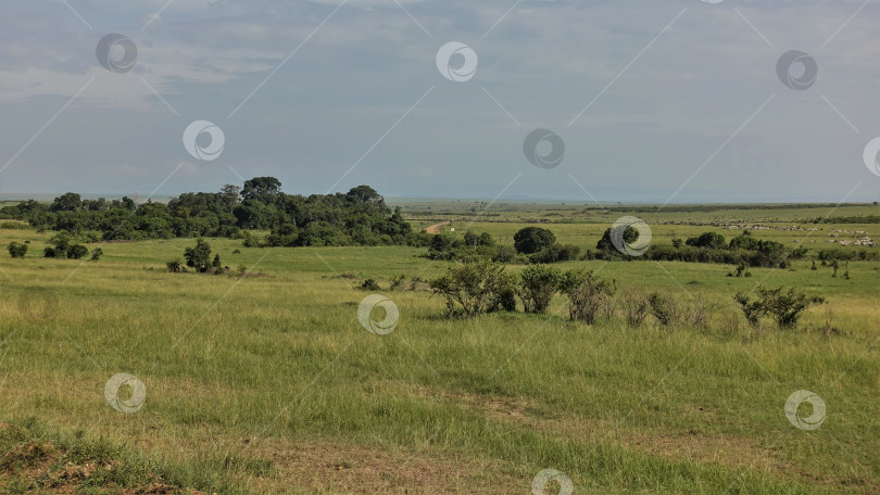 Скачать Пейзаж африканской саванны. Зеленая трава и кустарники. фотосток Ozero