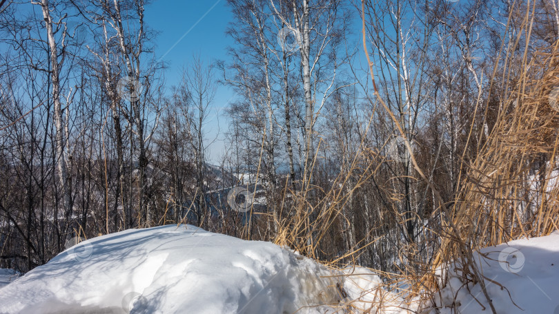 Скачать Березовая роща зимой. Сугробы и сухая трава на переднем плане. Сибирь. фотосток Ozero