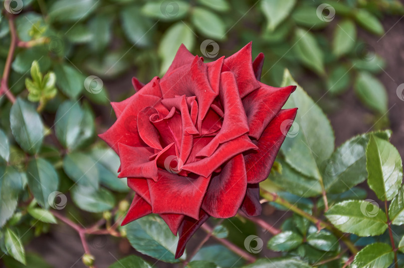 Скачать Красные лепестки роз в солнечном свете на размытом фоне фотосток Ozero