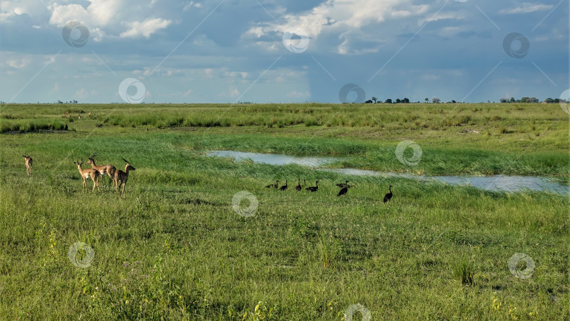 Скачать Антилопы импала пасутся на сочной зеленой траве саванны. фотосток Ozero