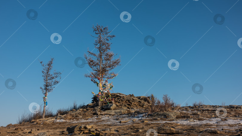 Скачать Голые деревья перевязаны разноцветными ритуальными лентами. Байкал фотосток Ozero