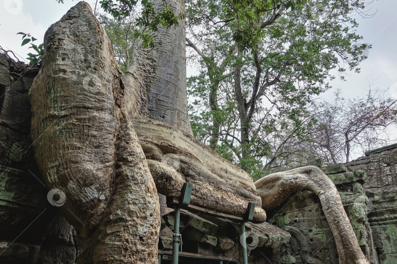 Скачать Гигантские корни деревьев вплетены в руины древнего храма. фотосток Ozero