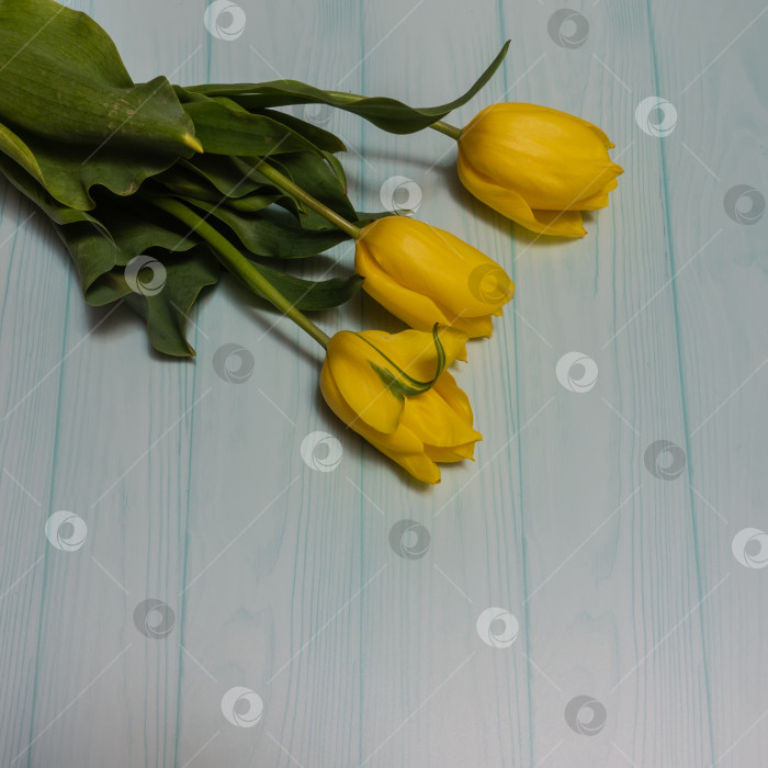 Скачать Три ярко-желтых тюльпана на фоне бледно-голубых досок фотосток Ozero