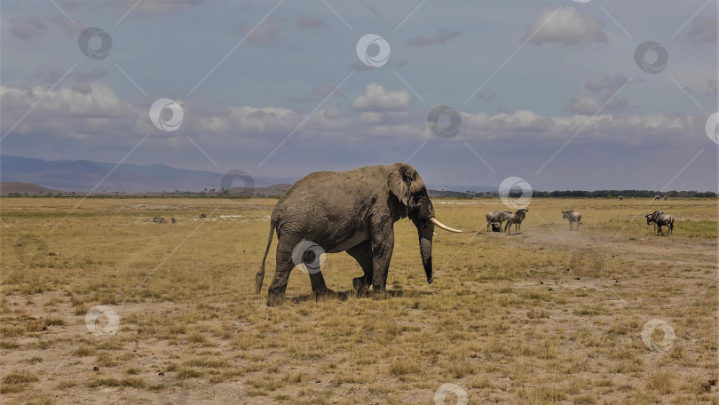Скачать Взрослый африканский слон прогуливается по желтой траве саванны. фотосток Ozero