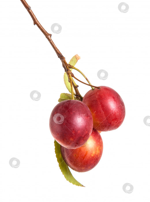 Скачать ветка алычи с ягодами и листьями, выделенными на белом фоне фотосток Ozero