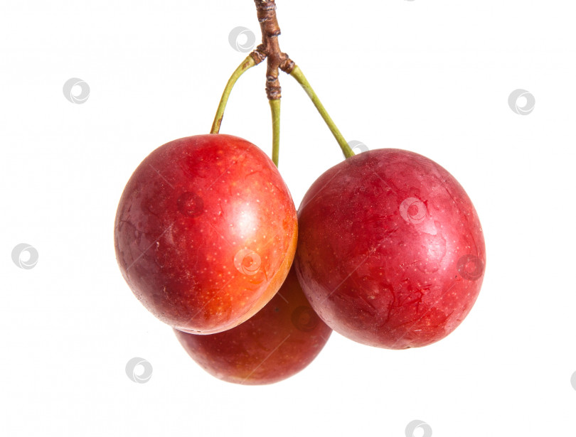 Скачать ветка алычи с ягодами, выделенными на белом фоне фотосток Ozero