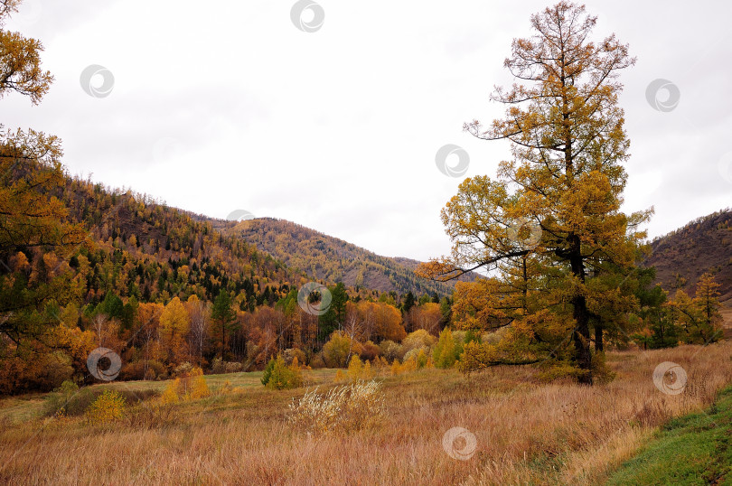 Скачать Одинокая лиственница стоит на опушке небольшого хвойного леса у подножия высоких гор в осенней долине осенью. фотосток Ozero
