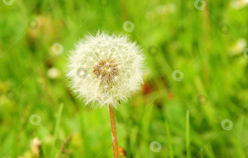 Скачать Увядший белый бутон одуванчика на фоне зеленой травы. фотосток Ozero