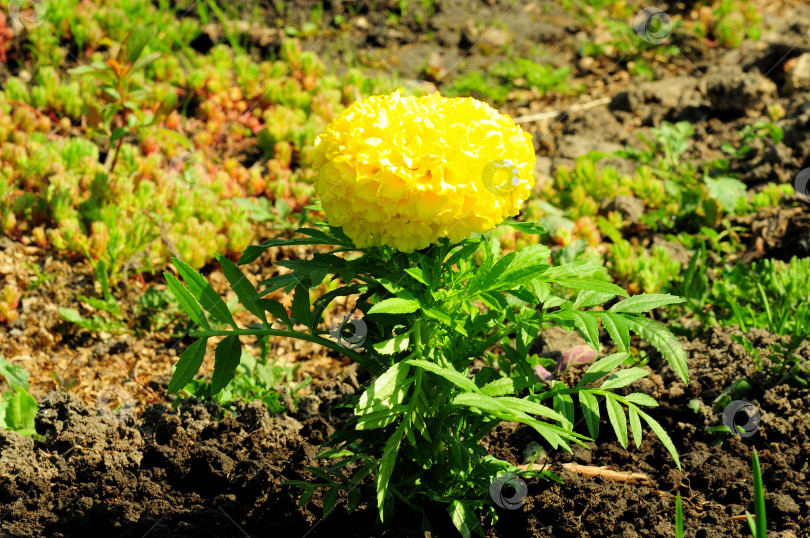 Скачать Желтые бархатцы, большой круглый бутон распускающегося цветка на садовой клумбе. фотосток Ozero