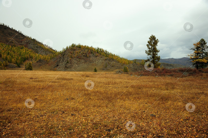 Скачать Несколько сосен стоят на склоне холма в осенней степи. фотосток Ozero