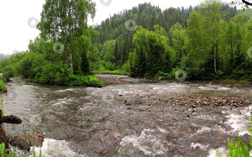 Скачать Бурный поток горной реки, протекающий через густой лес. фотосток Ozero