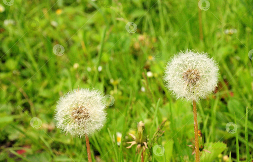 Скачать Два бутона белого одуванчика на фоне зеленой травы. фотосток Ozero