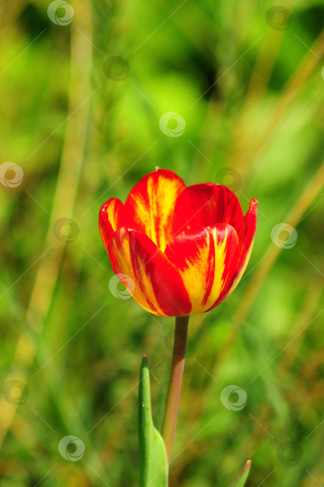 Скачать Красивый распускающийся бутон красного тюльпана крупным планом на размытом фоне. фотосток Ozero