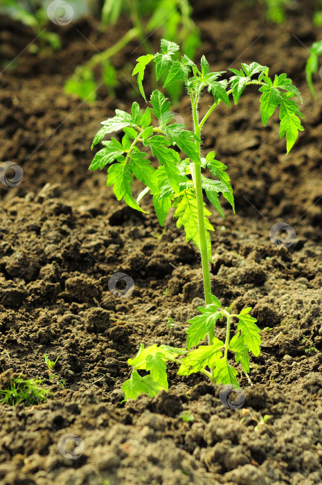 Скачать Молодой росток томатного куста растет на окультуренной грядке. фотосток Ozero
